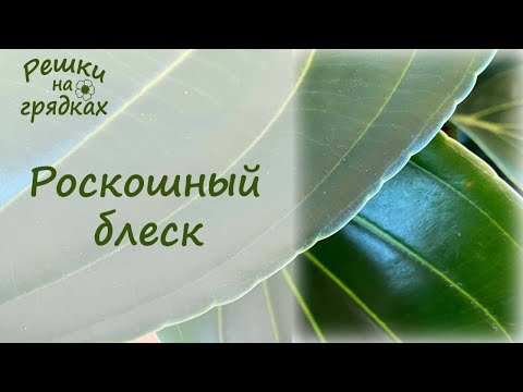 Видео: Как добиться блеска листьев
