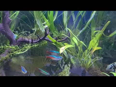 Видео: Обзор аквариума 30 литров после переоформления. Сапфировые попугаи, коридорасы, неоны, курочки.