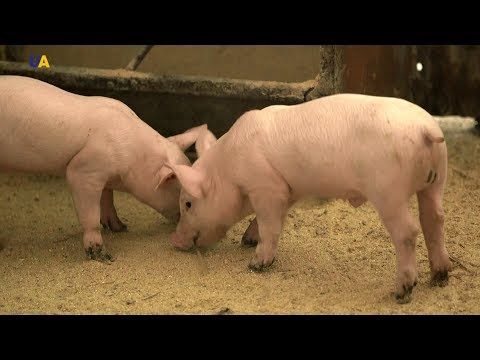 Видео: Свиньи Дмитрука | Моя земля