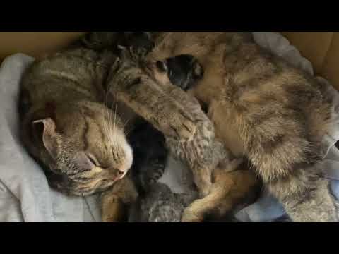 Видео: Знакомство Прады и Селин с малышами) кто родился 4й?)