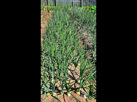 Видео: #ОБЗОР #СЕМЕЙНОГО #ЛУКА🧅 #ПОДКОРМКИ лука #ЭКСИБИШЕН🧅 и #ЯРОВОГО #ЧЕСНОКА 🧄для #УВЕЛИЧЕНИЯ #ГОЛОВКИ👍👌