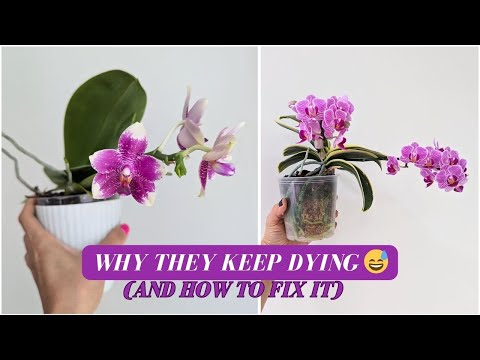Видео: Орхидеи фаленопсис не так просты, как все говорят. Вот почему.