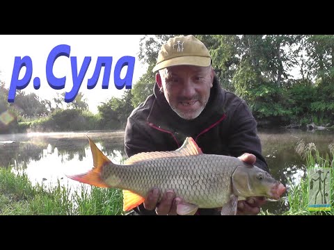 Видео: #Сула  # Як я САЗАНА ловив #РибачуЯкУмію
