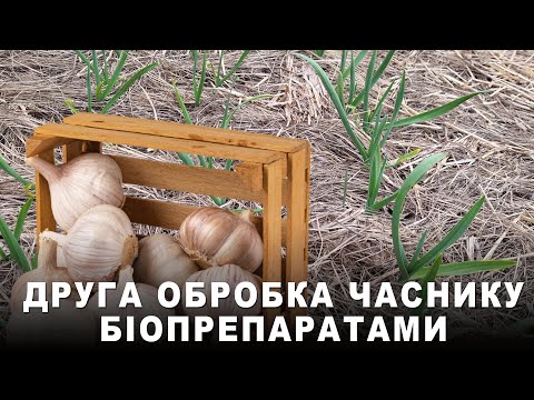 Видео: Друга обробка часнику після холодів. БІОПРЕПАРАТИ: підживлення, стимуляція росту, захист від хвороб