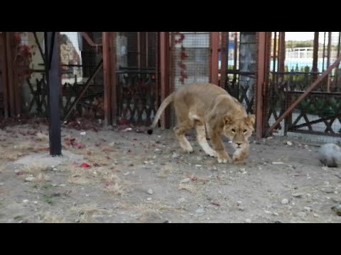 Видео: Львеное Шерхан из Тайгана играет в футбол.The Real Football Star of Lviv is Sherhan! (2 серия)