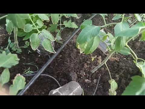 Видео: Формировка томатов. Чем кормила, что было, что делала, как растем)