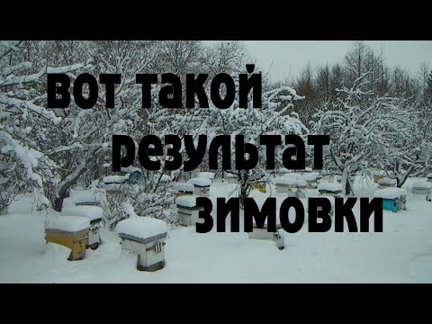 Видео: Срочная работа на пасеке.  Вот такой результат зимовки.