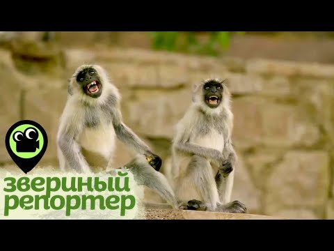 Видео: Звериный репортер. Самые смешные видео про животных. О любви кошек и собак, триллер о  хамелеоне