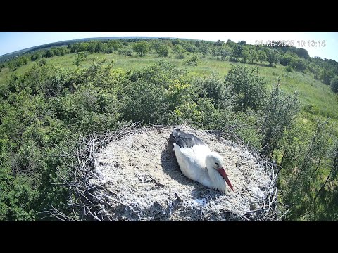 Видео: Здається, комусь до вподоби оселя
