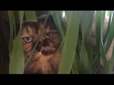 Видео: Ветеринар нас очень удивил! Кошка из трущоб продолжение