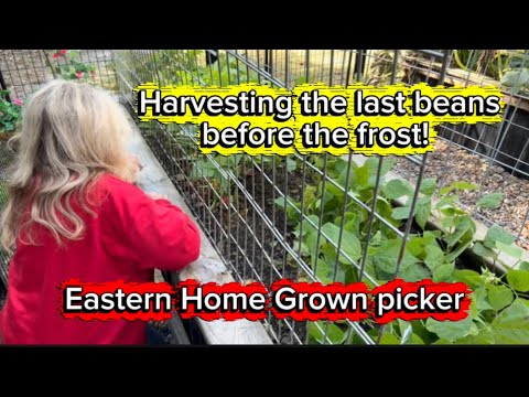 Видео: Собираем последние бобы перед заморозками! Помидоры и кабачки! Осень уже здесь! #садоводство