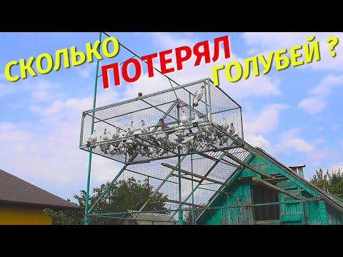 Видео: Залёт Молодых Голубей - что пошло не так⁉ Как ищут дом Молодые голуби 2025⁉😲