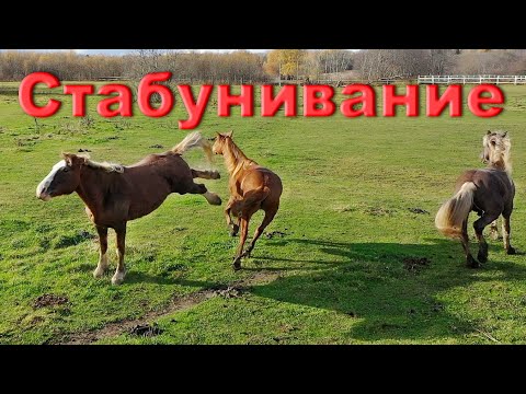 Видео: Новая лошадь. Стабунивание Истины.
