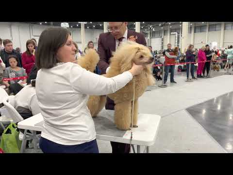 Видео: Казань 29.01.2023 судья Евгений Купляускас