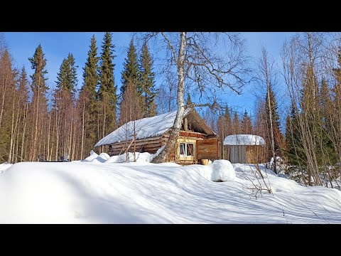 Видео: ГЛУХАРЬ НА УЖИН ПО ПРОСТОМУ / РАССКАЗ ОБ ОХОТЕ НА ЛОСЯ. НОЧЁВКА В ЛЕСНОЙ ИЗБУШКЕ-ЭТО РОМАНТИКА.