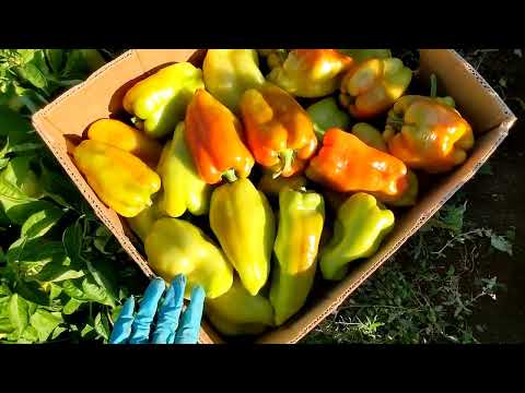 Видео: Перець Нова, Амі, Портека, Каптур. Збираємо замовлення