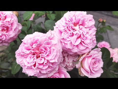 Видео: У нас почернели розы. Кто виноват и что делать? Заглянула в САДОВОД, а там....🤣🤣🤣.