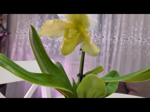 Видео: Многокомпонентный грунт для пафиопедилума/Пересадка.