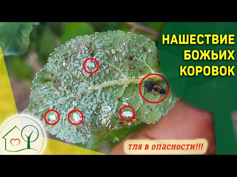 Видео: Божьи коровки - лучшее средство против тли