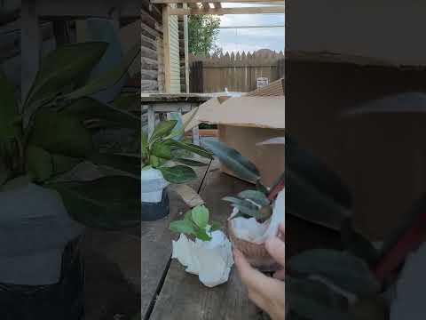 Видео: ПОСЫЛКА  ОТ ЧЕРЕНОЧЕК