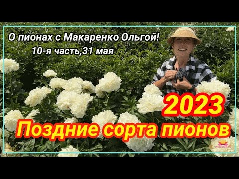 Видео: Цветение пионов 31 мая 2023 года / Сад Ворошиловой