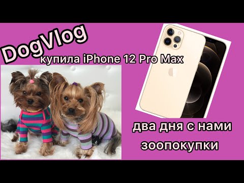 Видео: DogVlog: КУПИЛА iPhone 12 Pro Max / ДВА ДНЯ С НАМИ / ЗООПОКУПКИ