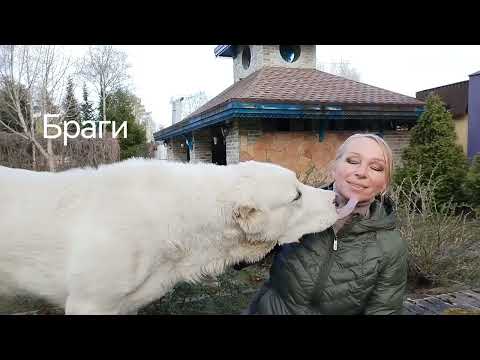 Видео: Заворот желудка у САО. Причины страшной беды.