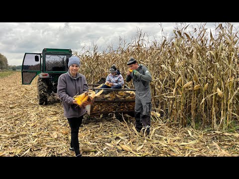 Видео: Шалений збір кукурудзи 2025! Сімейна бригада!