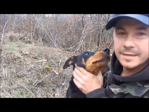 Видео: Охота с Ягдтерьером!  Мои Ягдтерьеры!!!