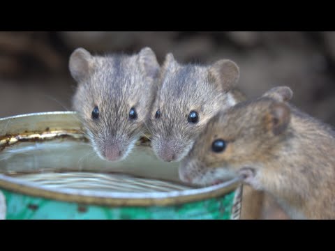 Видео: Ещё о пьющих мышах / More about drinking mice