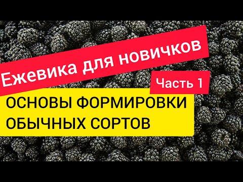 Видео: Ежевика для новичков. Часть1. Основы формировки обычных сортов