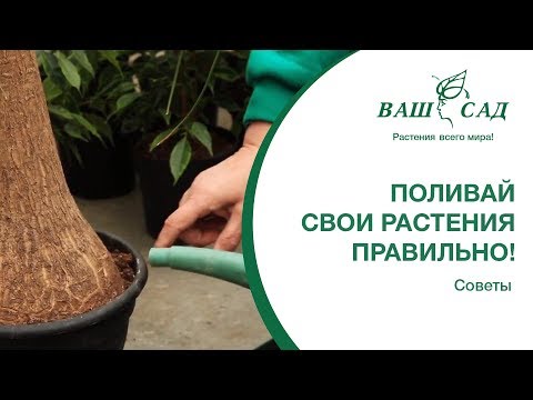 Видео: Как правильно поливать комнатные растения? Рекомендации от Ваш сад