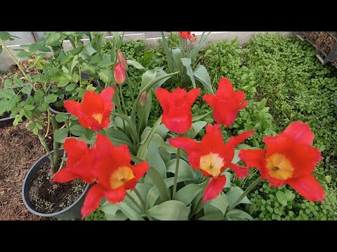 Видео: ВЫСАДИЛА ОСЕННИЕ ТЮЛЬПАНЫ В КАШПО | НЕОЖИДАННЫЕ ГЕОРГИНЫ | семейный влог
