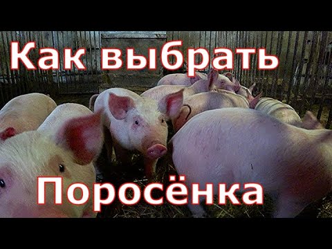 Видео: Как выбрать поросенка