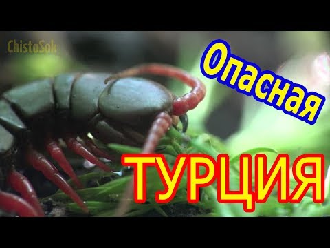 Видео: ТОП Самых Опасных Наземных Обитателей Турции – HD
