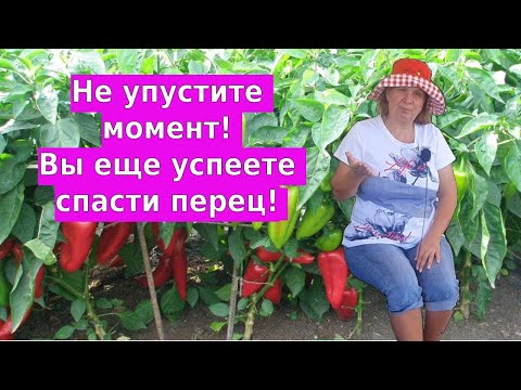 Видео: Не упустите момент! Вы еще успеете спасти перец! Вертициллезное увядание перца