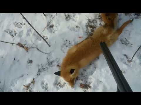 Видео: Охота на лису с эстонской гончей. Всё-таки мы её добыли.