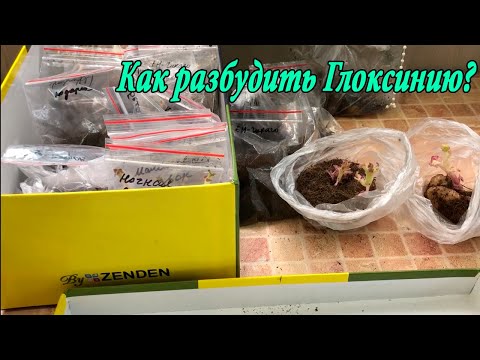 Видео: Не просыпается глоксиния. Как разбудить клубень глоксинии?