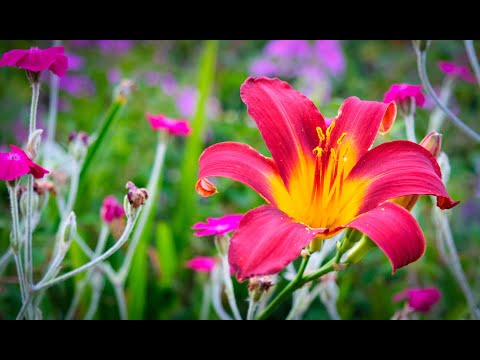 Видео: Vlog 227- Лучшие английские сады и парки, увиденные с июля по  декабрь 2021