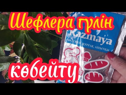 Видео: Шефлера гүлін көбейту.#гүлдер #өсімдік #өсіру #шефлера Гүлдер әлемі 🌺