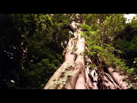 Видео: Повелитель зверей 1 сезон  (3 серия)