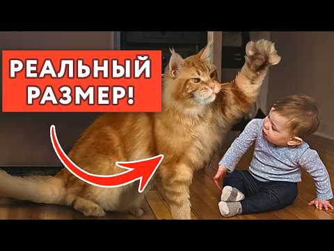 Видео: ЭТО НЕ КОТ! Он ВЫШЕ вашего РЕБЁНКА… МЕЙН-КУН: вся ПРАВДА