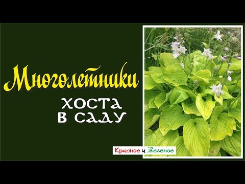 Видео: Шикарные хосты - выращиваем без хлопот.