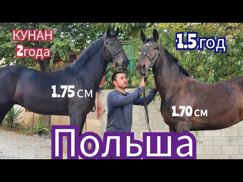 Видео: Польшалар  Экөө Бир  Тууган Сиздер  Издеген  Польшалар 1.75 см
