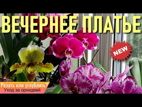 Видео: РЕЗАТЬ ИЛИ ЗАГЛУБЛЯТЬ? ЧТО ДЕЛАТЬ СО СТАРОЙ ОРХИДЕЕЙ? РЕАЛЬНЫЙ ОПЫТ И РЕЗУЛЬТАТ! ОХОТА НА ПОДУР!