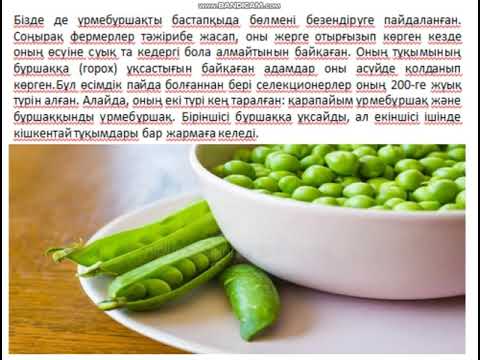 Видео: «Бұршаққынды үрмебұршақ, көпгүлді үрмебұршақ, үрмебұршақ»  Жасыл дәріхана үйірмесі 6 сынып