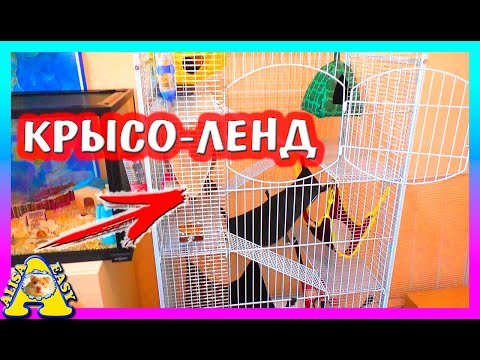 Видео: ЗООПОКУПКИ / ГЕНЕРАЛЬНАЯ уборка у КРЫС / КРЫСОЛЕНД / Alisa Easy Pets