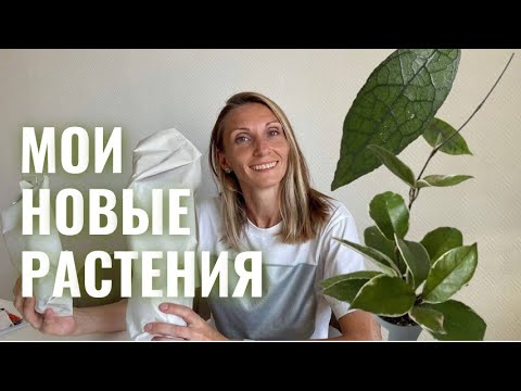 Видео: Новые хойи в коллекции. Любимые растения августа. Пополняю коллекцию растений