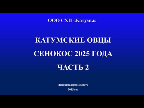 Видео: Сенокос 2025 года - часть 2, катумские овцы)
