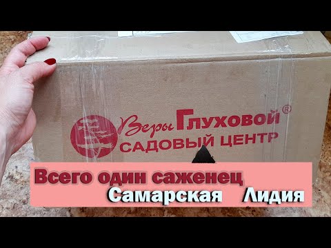 Видео: ГОРТЕНЗИЯ САМАРСКАЯ ЛИДИЯ. Посылка из садового центра Веры Глуховой. С3 контейнер